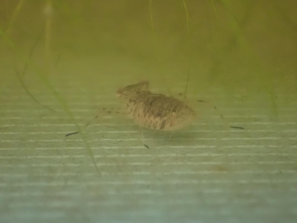ヤゴの写真