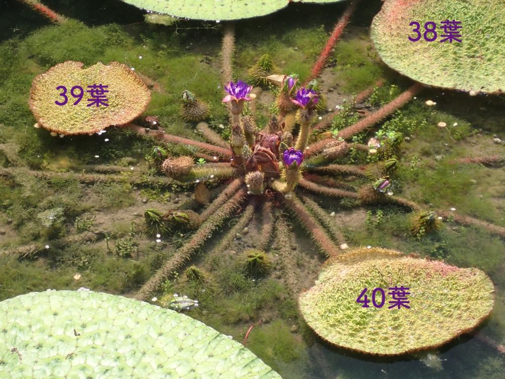 オニバスの写真真