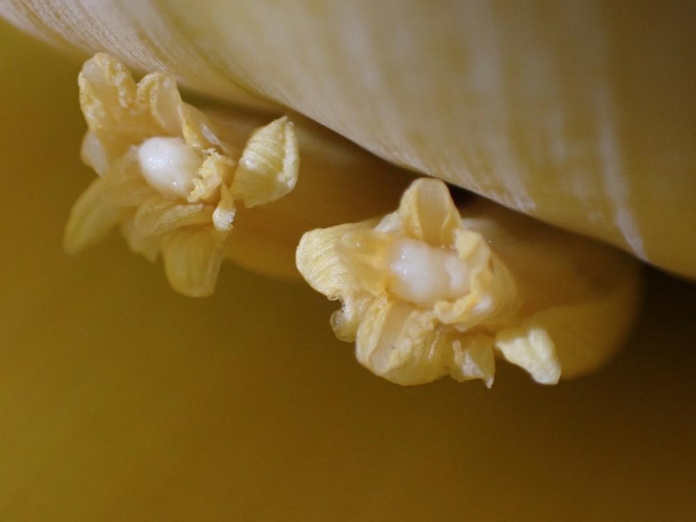 チュウキンレンの花の写真