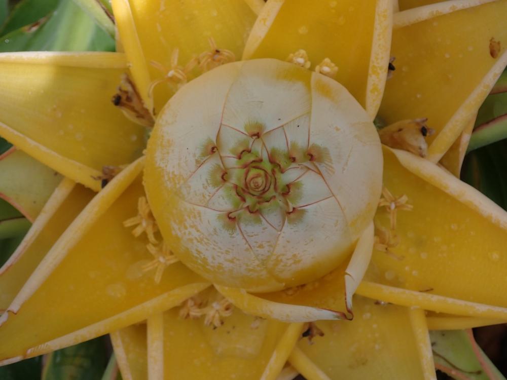 チュウキンレンの花の写真