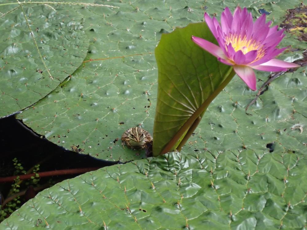 トノサマガエルの写真