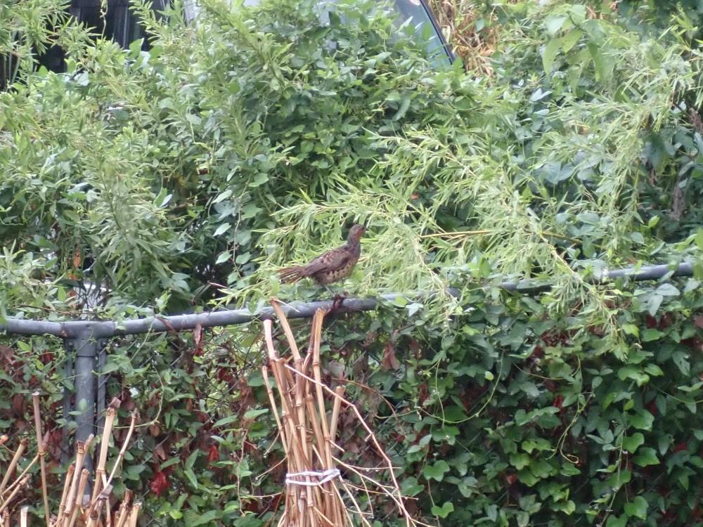 コジュケイの写真