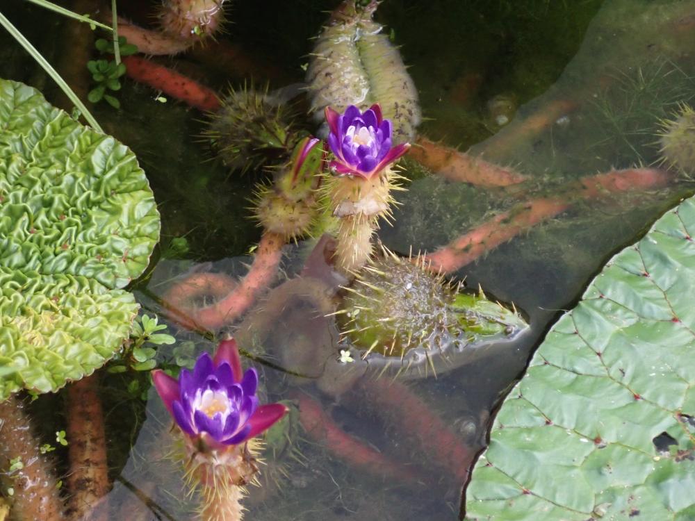 オニバスの花の写真