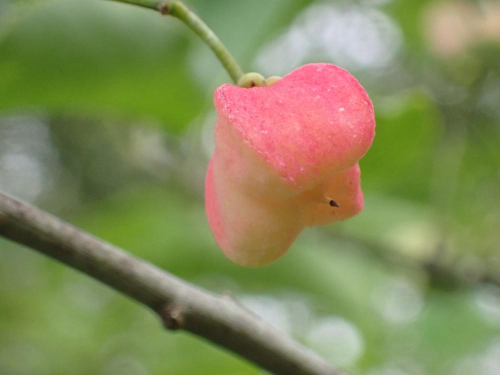 マユミの実の写真