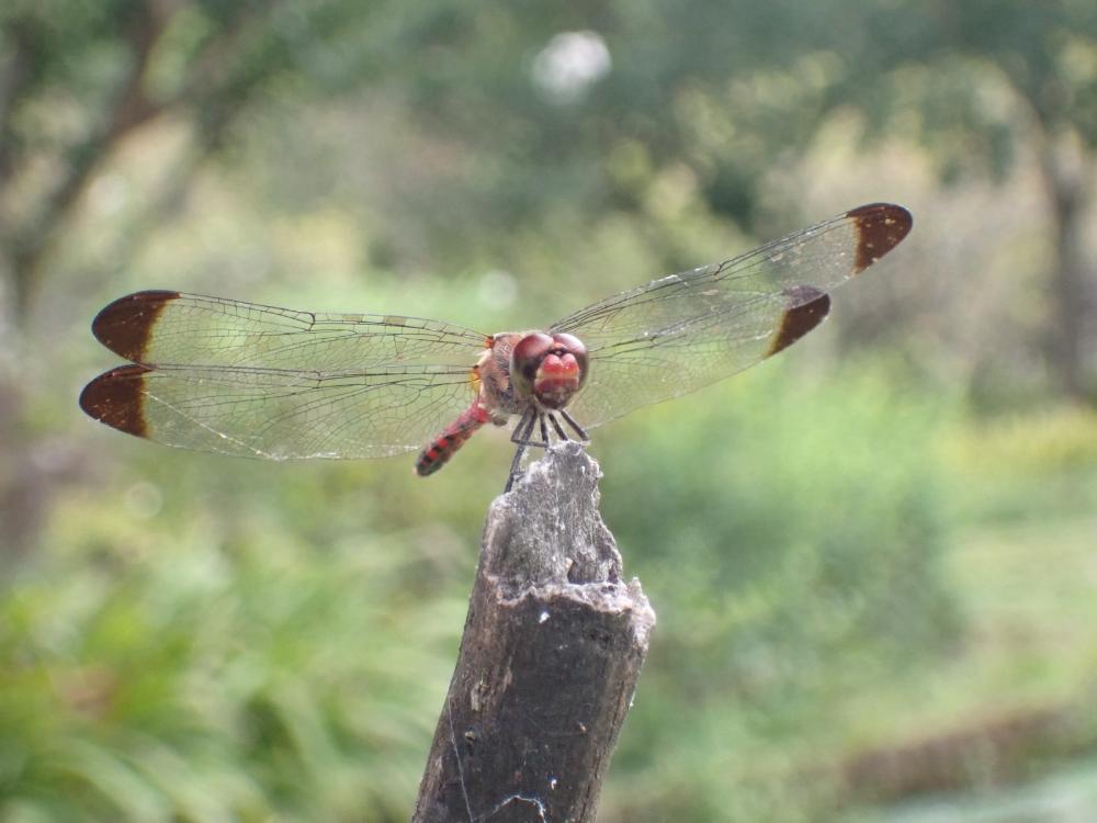 コノシメトンボの写真