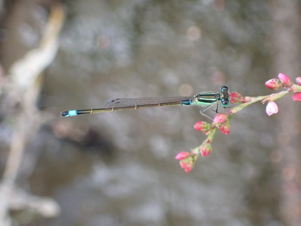 アオモンイトトンボの写真