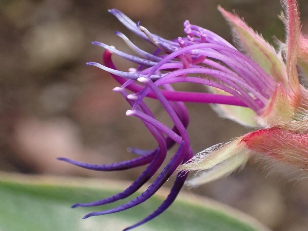 シコンノボタンの写真