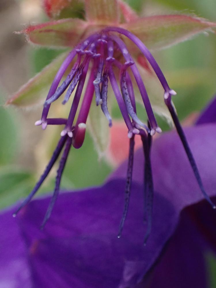 シコンノボタンの写真