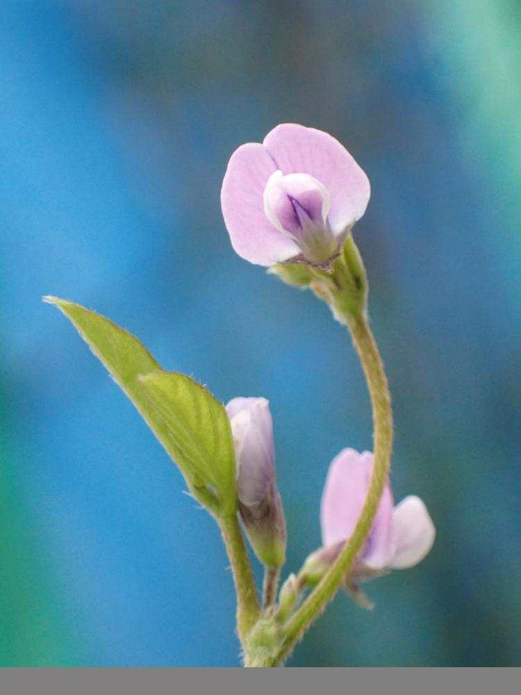 ツルマメの写真