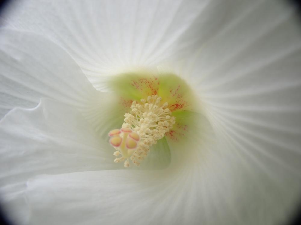 スイフヨウの花の写真