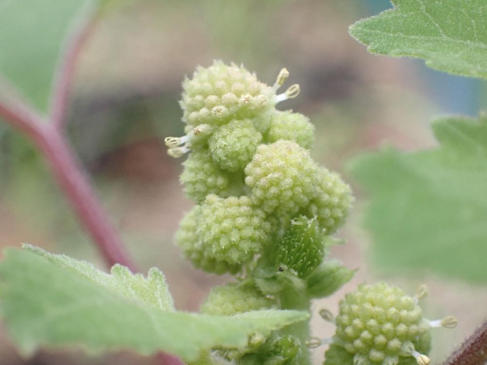 オオオナモミの花の写真