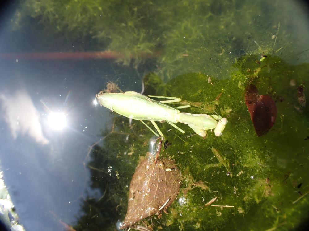 カマキリの写真