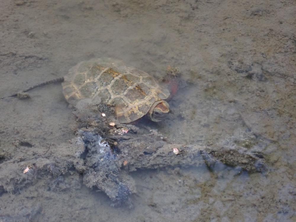 イシガメの写真