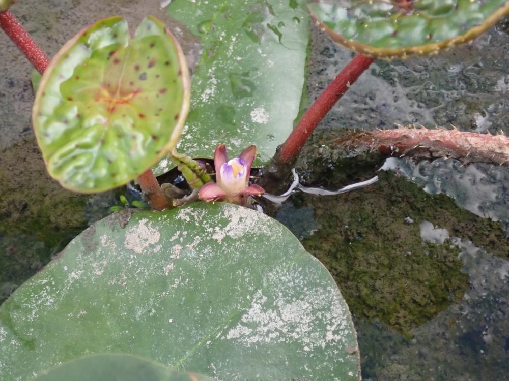 オニバスの写真