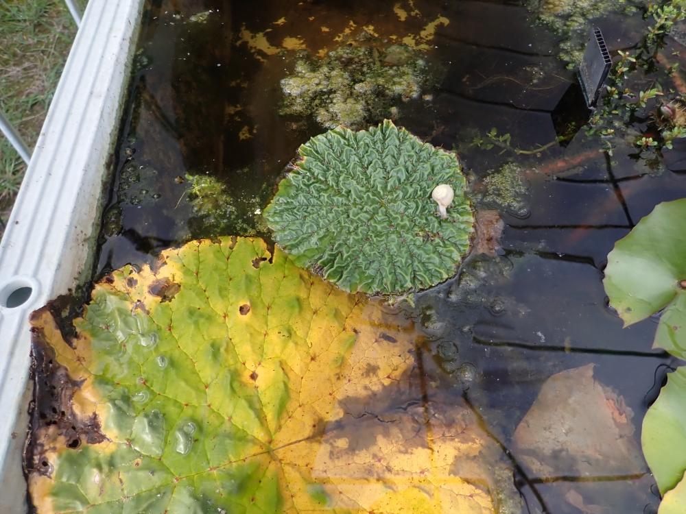 カタツムリの写真