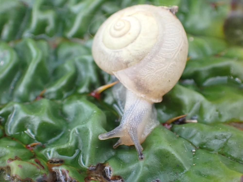 カタツムリの写真