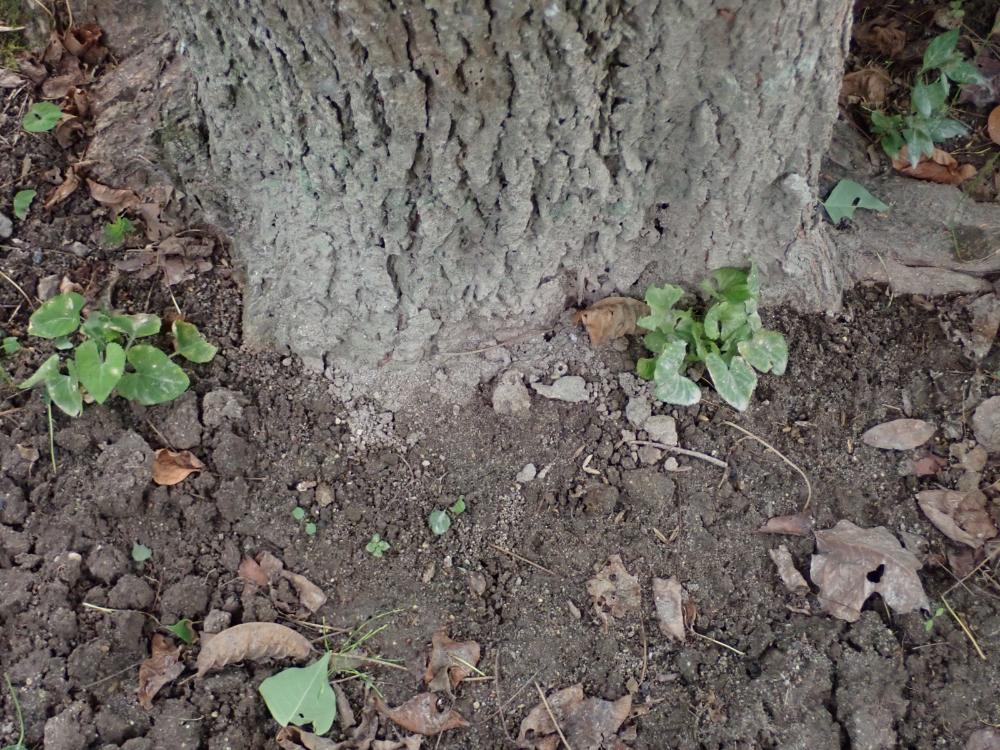 コスミレの写真