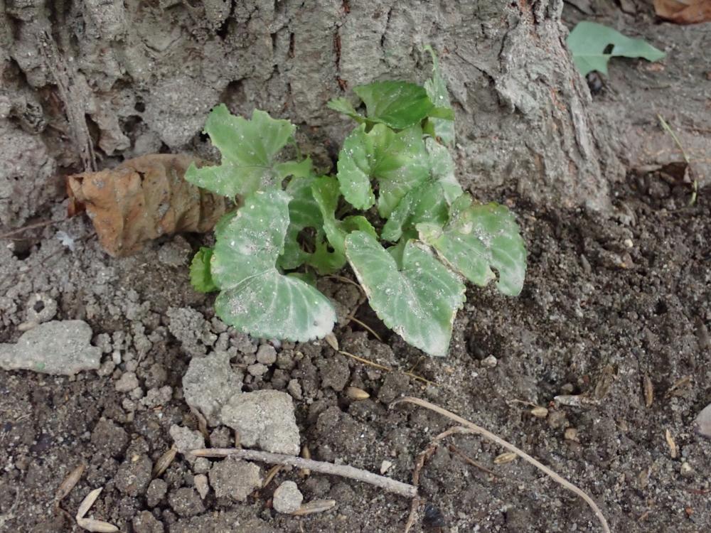 コスミレの写真