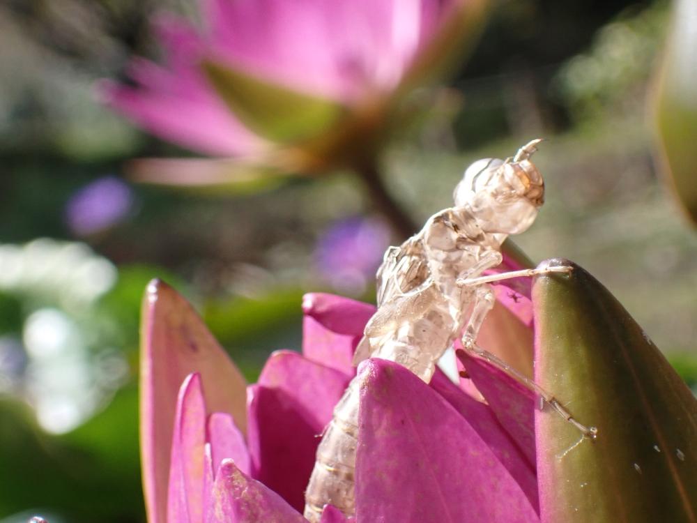 ヤゴとスイレンの写真