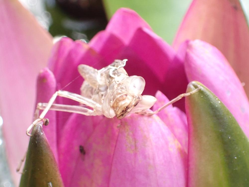 ヤゴとスイレンの写真