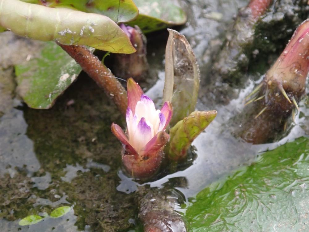 オニバスの花の写真