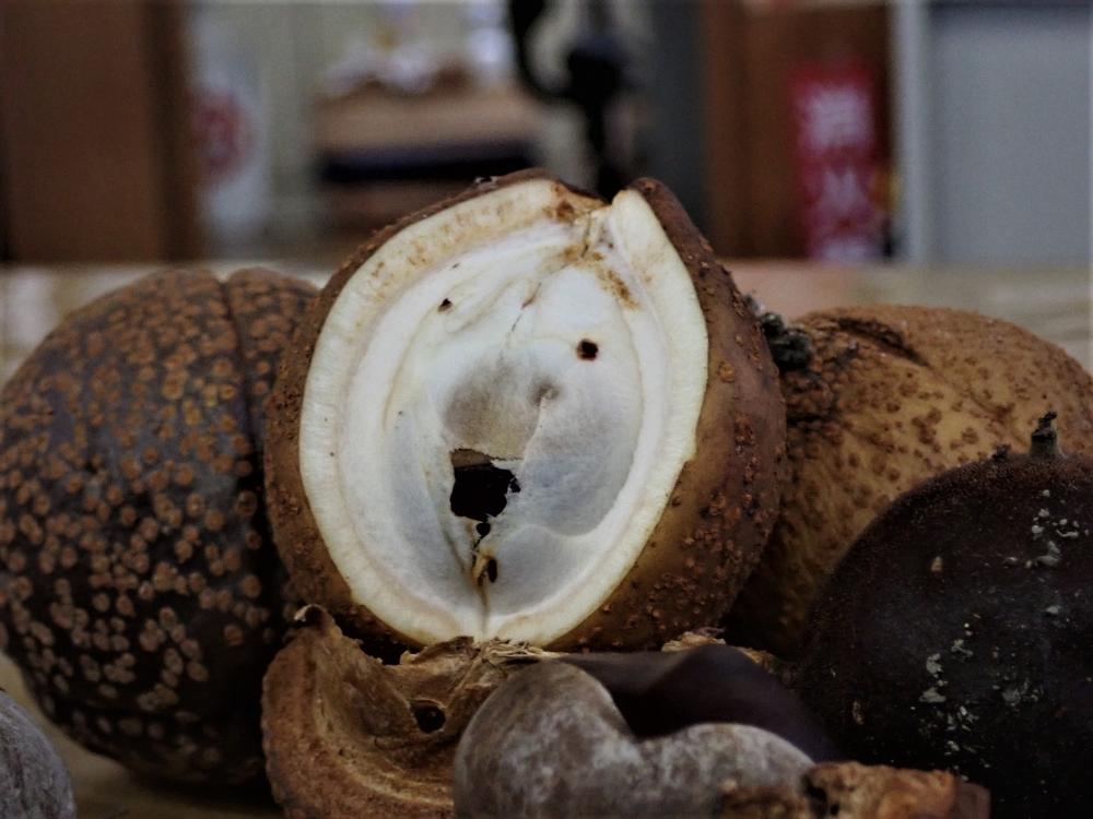 トチの実の写真