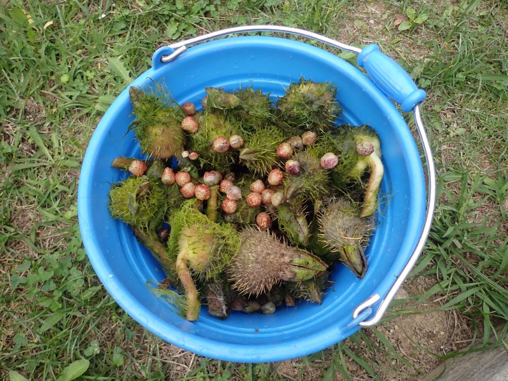 オニバス果実の写真