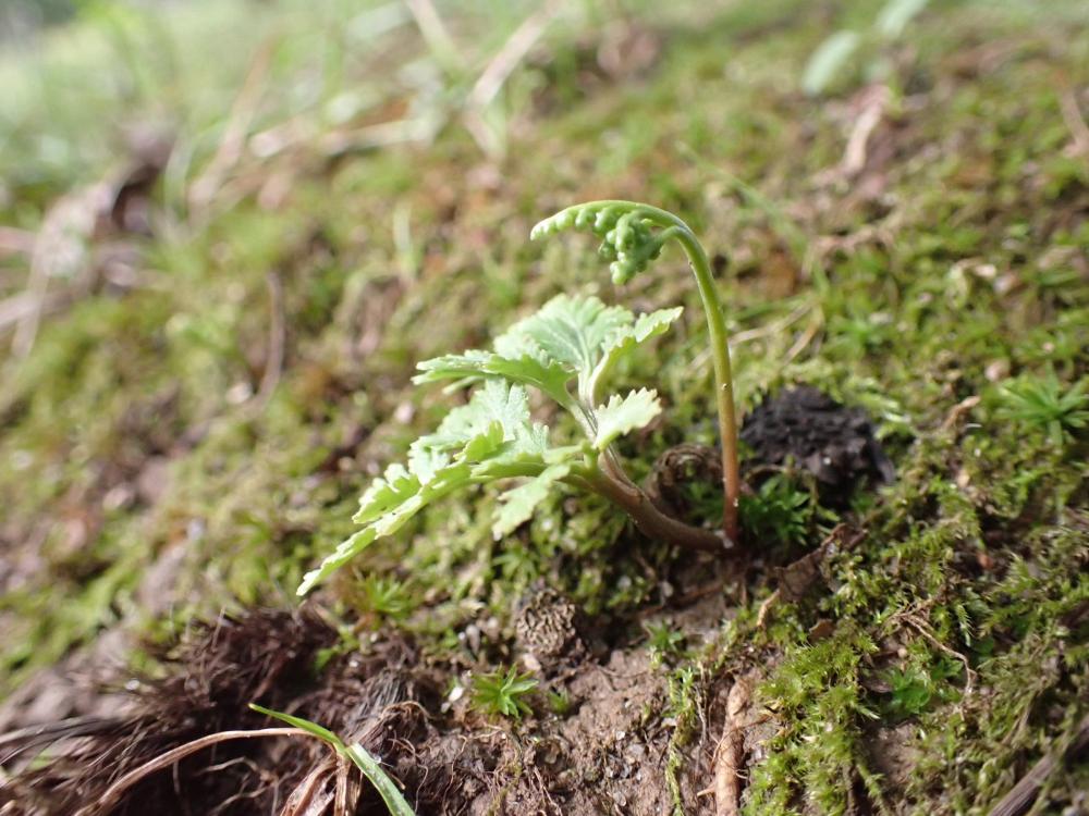 フユノハナワラビの写真