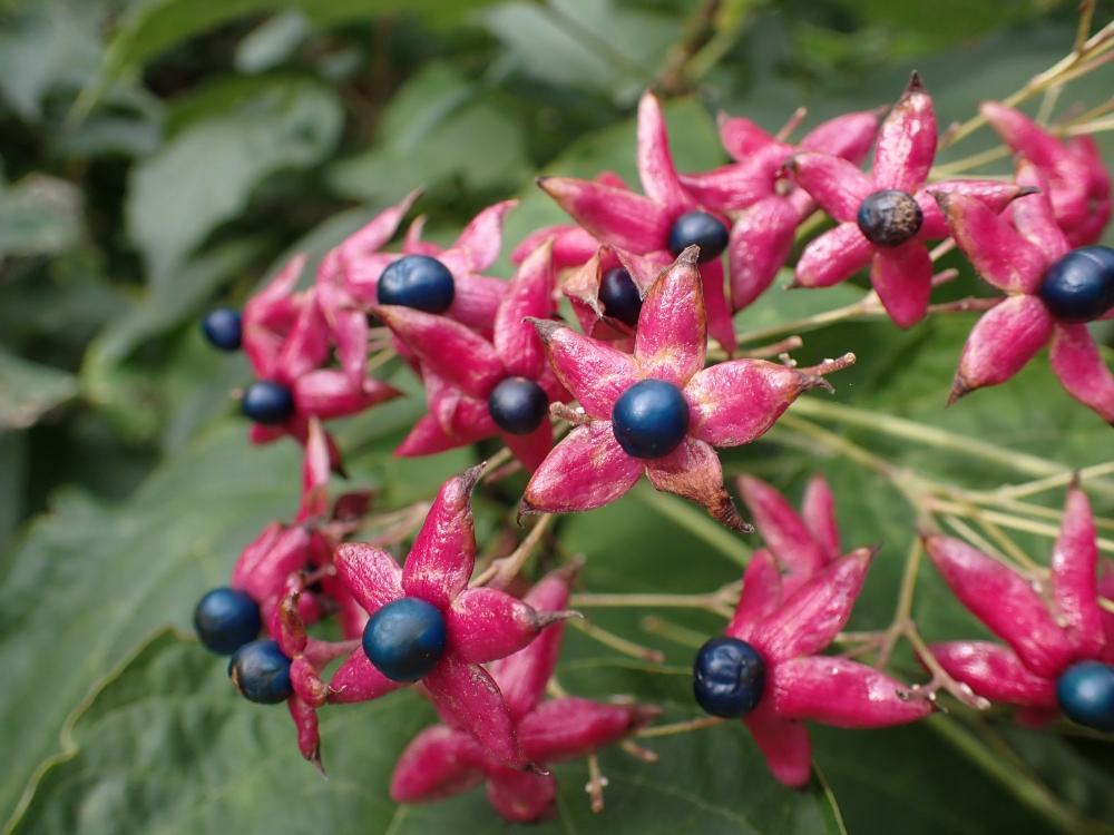 クサギの果実の写真