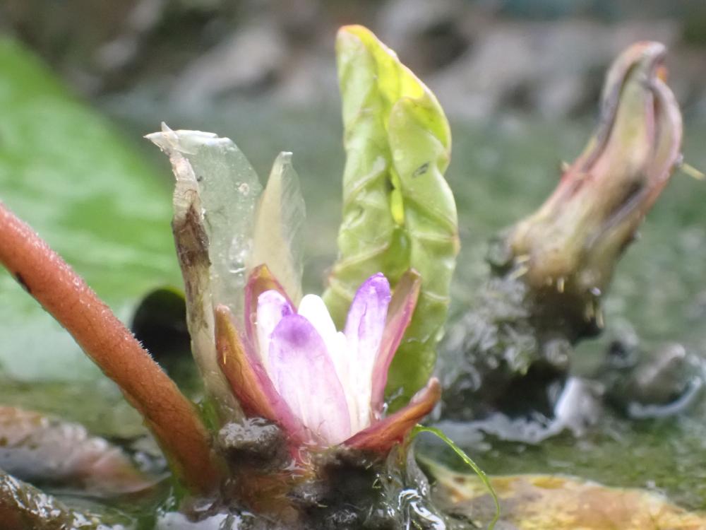 オニバスの花の写真