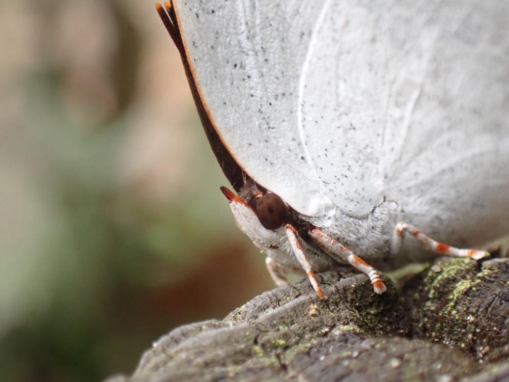 ウラギンシジミの写真