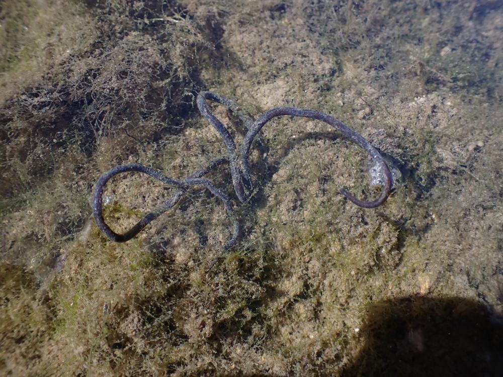 ハリガネムシの写真