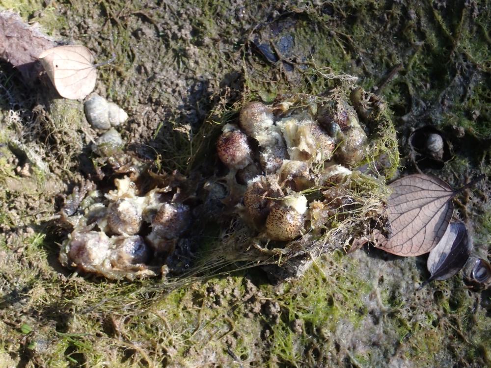 オニバスの果実の写真