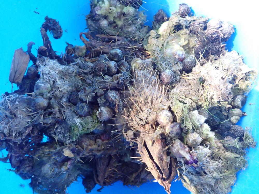 オニバスの種子と果実の写真