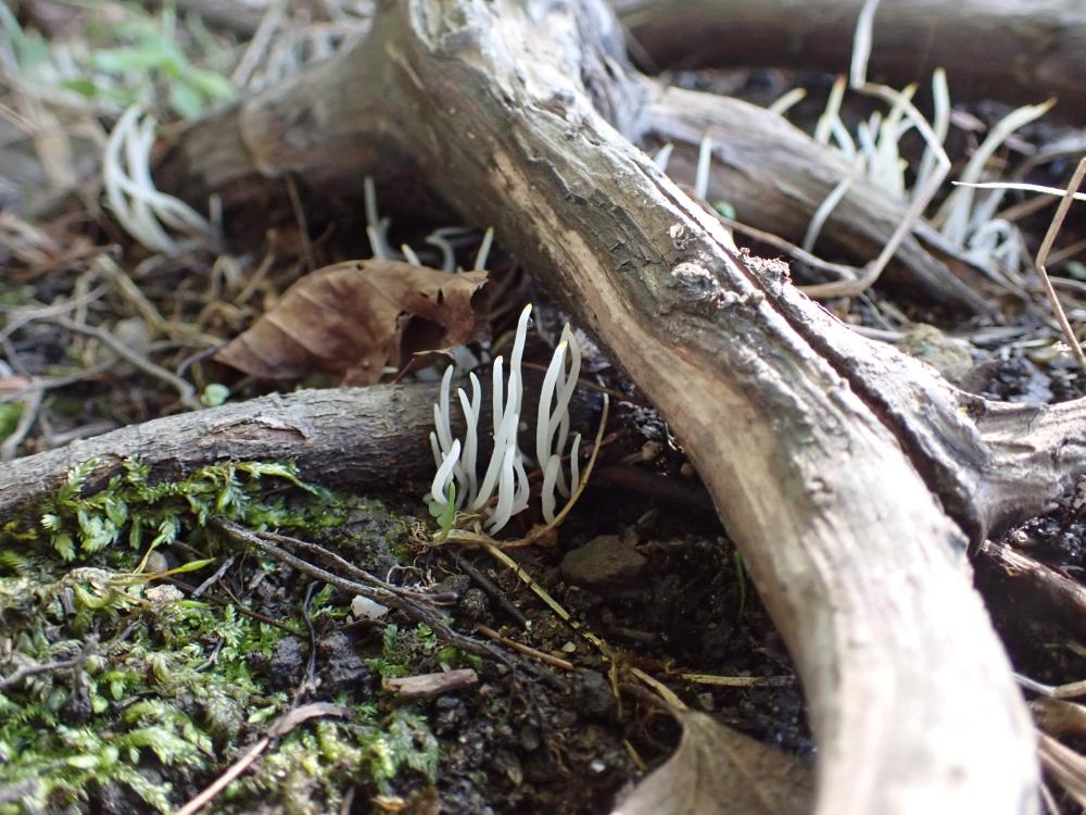 シロソウメンタケの写真