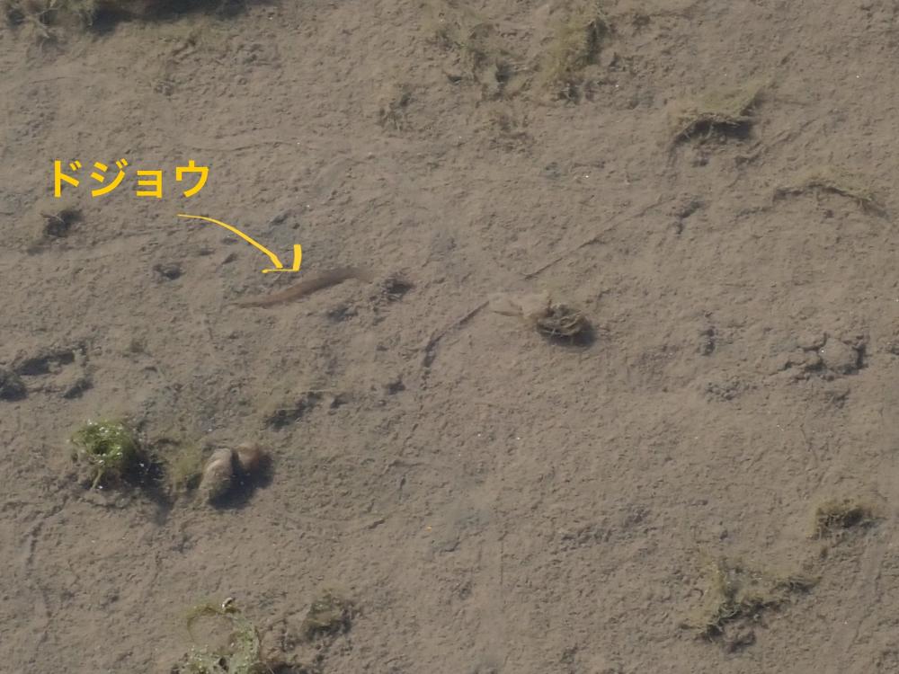 ドジョウの写真