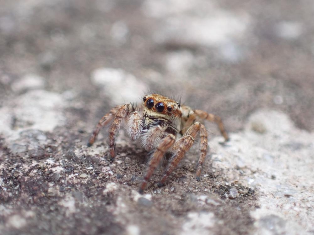 ネコハエトリの写真