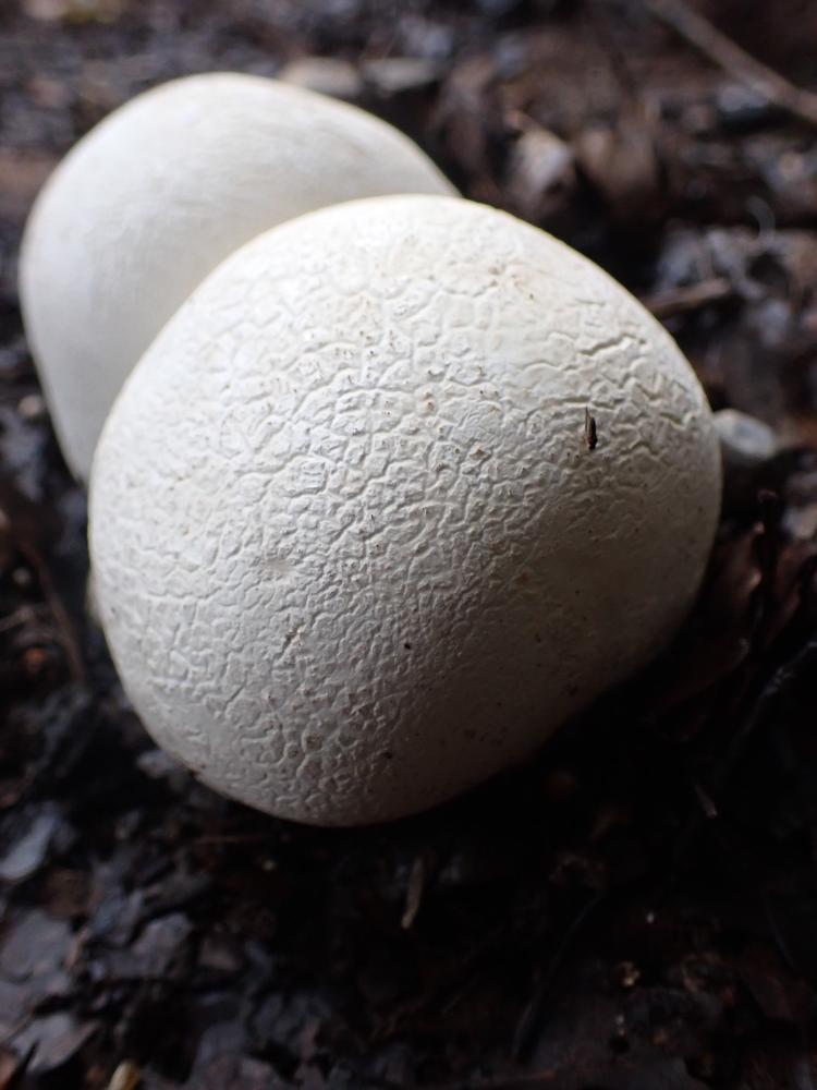 オニフスベの写真