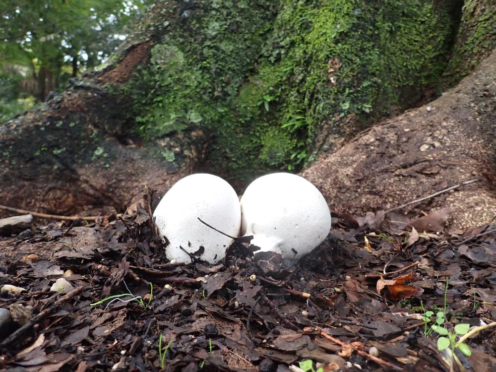 オニフスベの写真