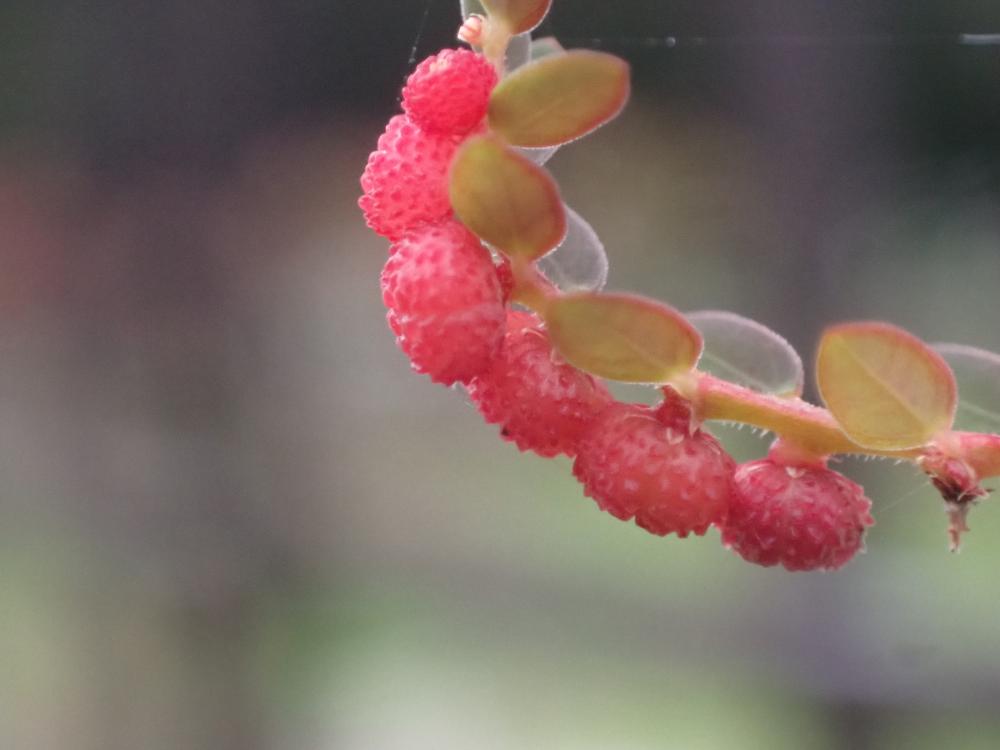 コミカンソウの写真