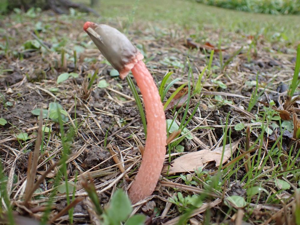 キツネノタイマツの写真