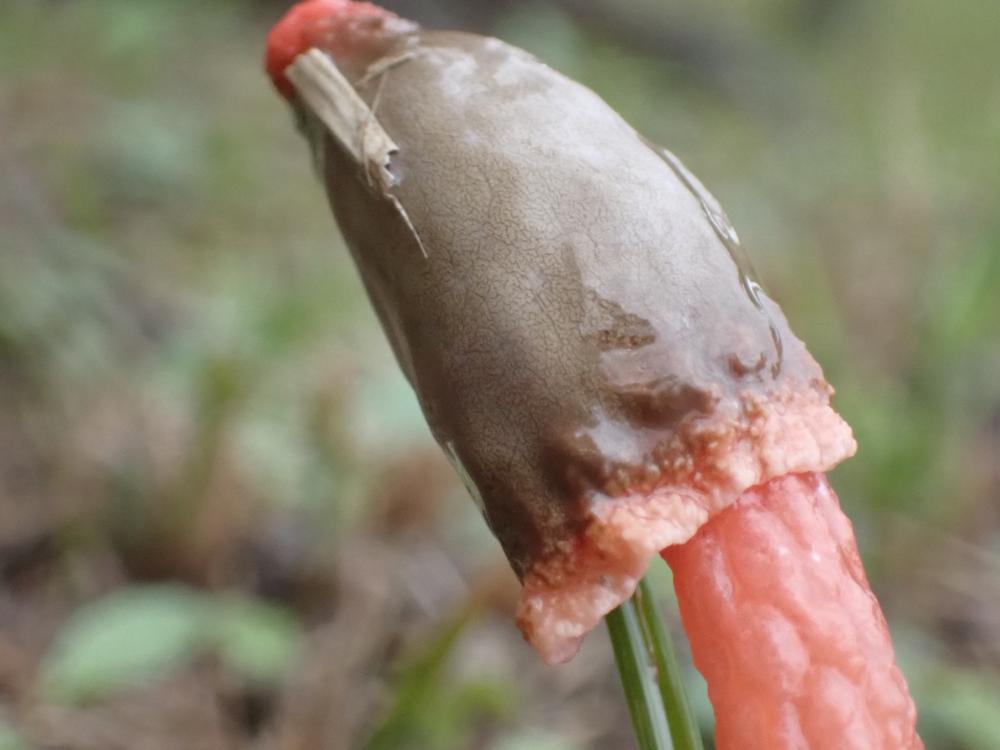 キツネノタイマツの写真