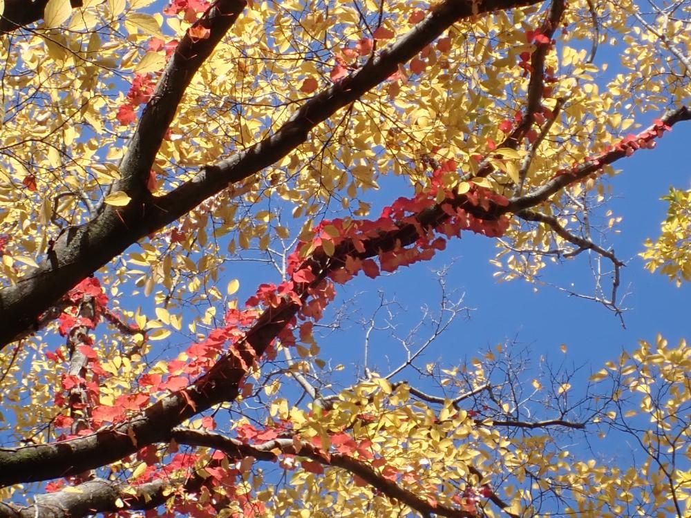 紅葉したツタの写真