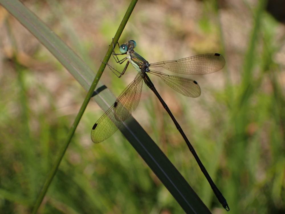 アオイトトンボの写真