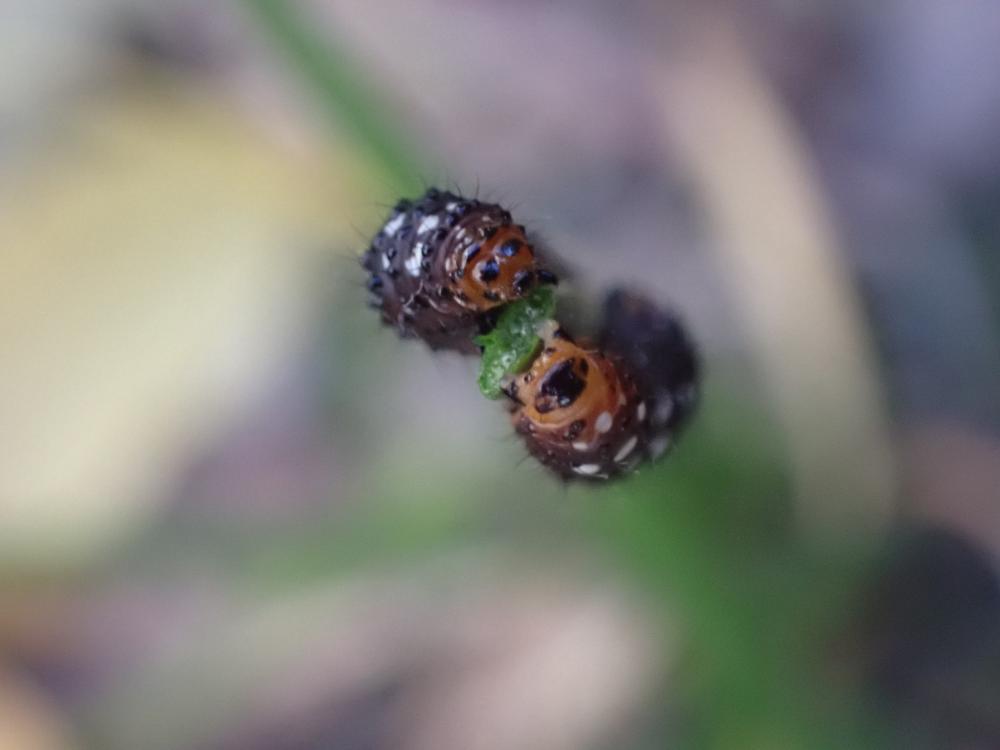 ハマオモトヨトウの写真