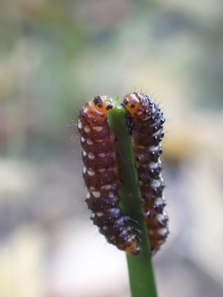 ハマオモトヨトウの写真