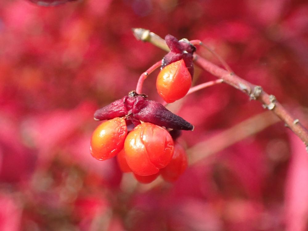 ニシキギの実の写真