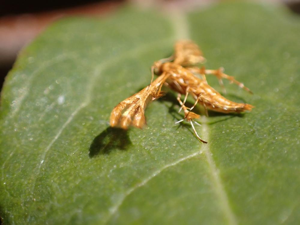 シラホシトリバの写真