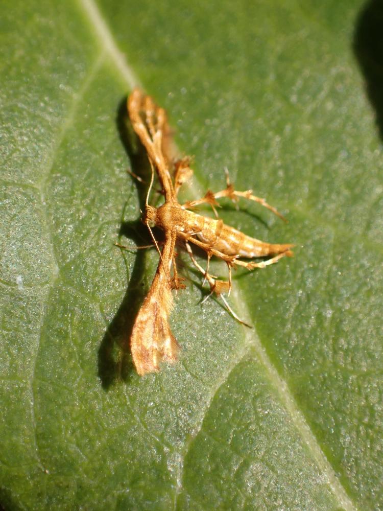 シラホシトリバの写真