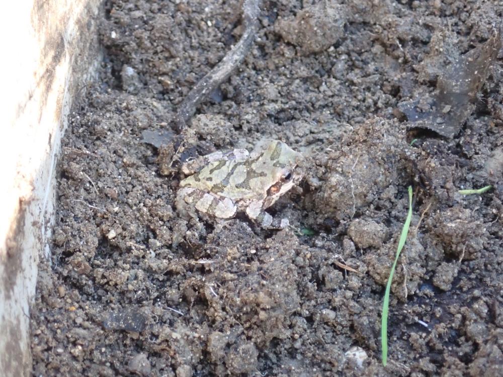 アマガエルの写真